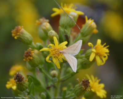 Roodstreepspanner - Rhodometra sacraria - Laguna de la Tancada - Spanje