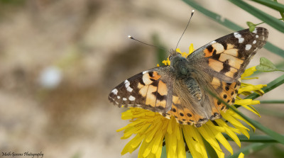 Distelvlinder   Wienweg/Heerlerbaan  10 mei '21