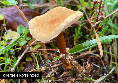 okergele korrelhoed.jpg