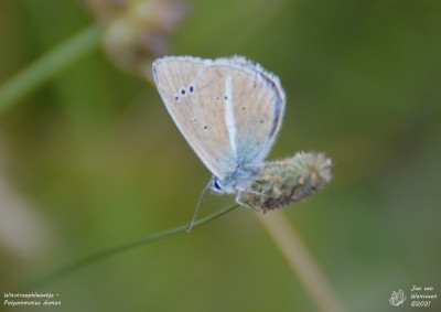 Witstreepblauwtje - Polyommatus damon - Nus - Italië
