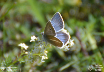 Witstreepblauwtje - Polyommatus damon - Nus - Italië