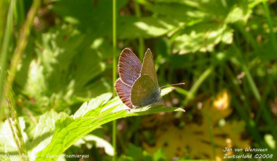 Klaverblauwtje - Cyaniris semiargus - Wallis - Zwitserland