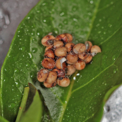 Antherina suraka, eitjes.