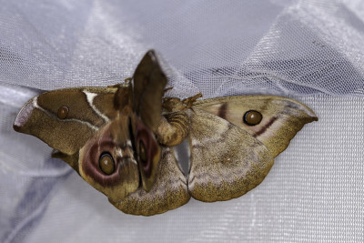Antherina suraka in copula.