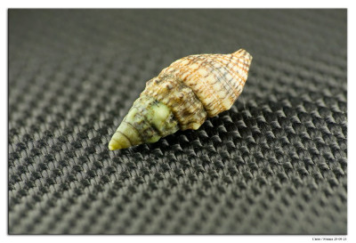 Gewone Spitshoren-01 230929 kopie.jpg