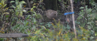 Fazant - Phasianus colchicus - Capelle aan den IJssel