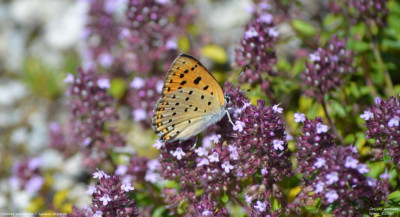 Violette vuurvlinder - Lycaena alciphron - Vilaller - Spanje