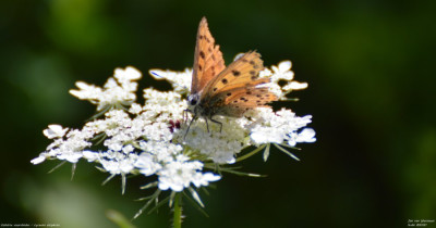 Violette vuurvlinder - Lycaena alciphron - Nus - Italië