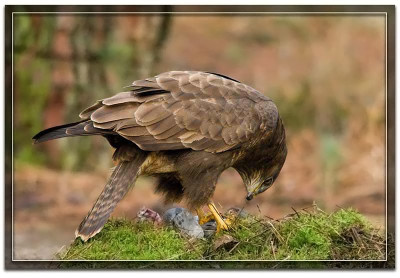 buizerd-181218-04.jpg