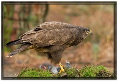 buizerd-181218-03.jpg