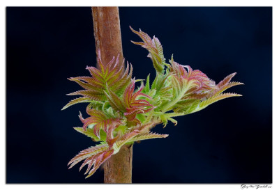 Sorbaria sorbifolia 210226-1 kopie.jpg