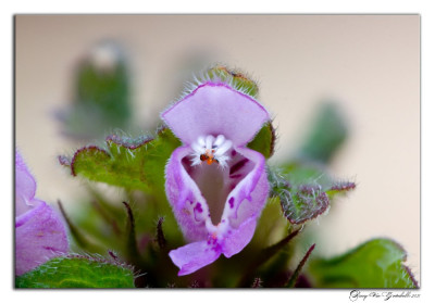Lamium purpureum 210226-1 kopie.jpg