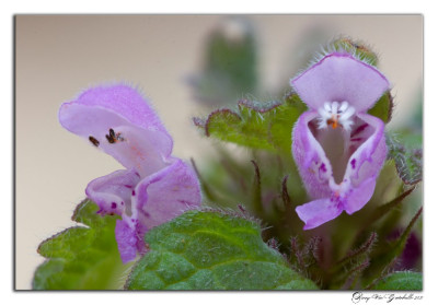 Lamium purpureum 210226-2 kopie.jpg