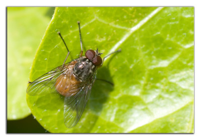 Phaonia subventa 210507-1 kopie.jpg