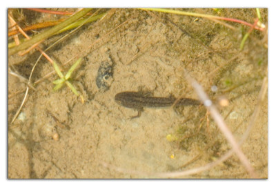 Alpenwatersalamander 230725-02 kopie.jpg