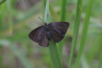 vrouwtje, Bruuk, 21-06-2019