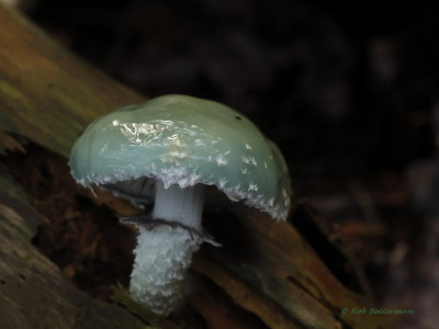 EchteKopergroenzwam-020066.JPG