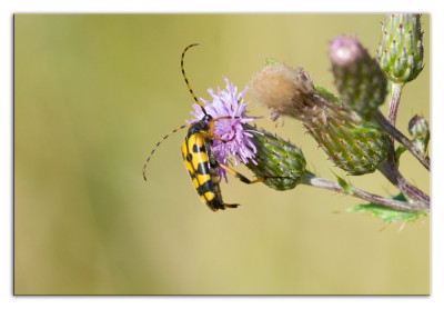Geringelde smalboktor 230725-05 kopie.jpg