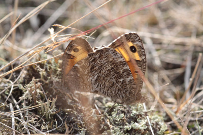 copula