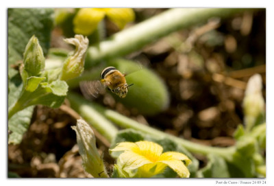 Amegilla quadrifasciata 230924-05 kopie.jpg