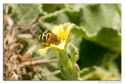 Amegilla quadrifasciata 230924-02 kopie.jpg
