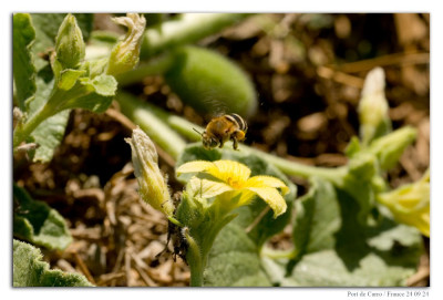 Amegilla quadrifasciata 230924-04 kopie.jpg