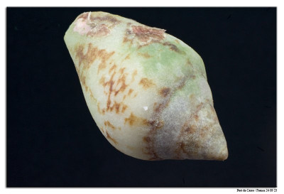 Columbella rustica 230924-1 kopie.jpg
