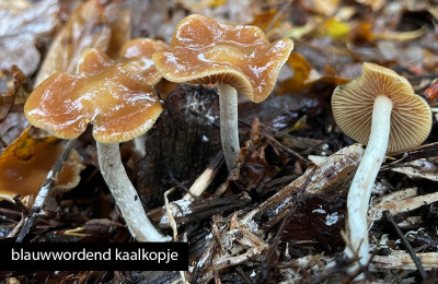 blauwwordend kaalkopje.jpg