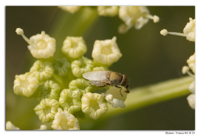 Hecamede albicans 231004-03 kopie.jpg