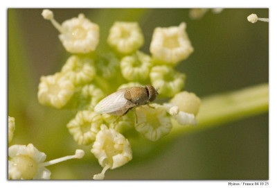 Hecamede albicans 231004-02 kopie.jpg