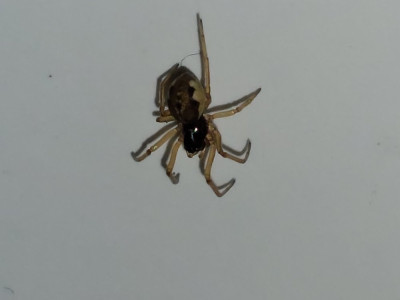 20231113_170502 Kleine dikkaak (Pachygnatha degeeri).jpg