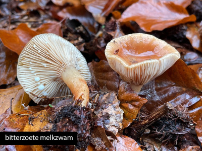 bitterzoete melkzwam.jpg
