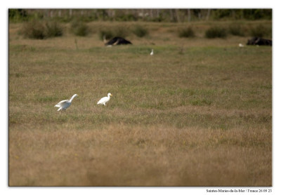 koereiger 230926-03 kopie.jpg