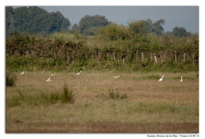 koereiger 230926-04 kopie.jpg