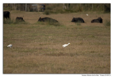 koereiger 230926-06 kopie.jpg