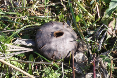 Loodgrijze bovist