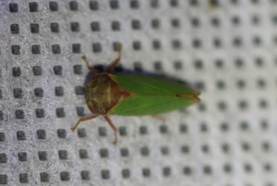 IMG_3175-2  Dwergcicade (Iassus lanio).JPG