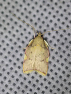 IMG_3352-2 Vuurmot (Carcina quercana).JPG
