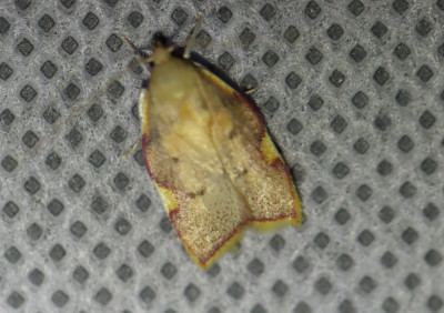 IMG_3168-2 Vuurmot (Carcina quercana).JPG