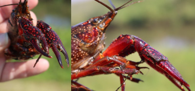 IMG_2932-2 Rode Amerikaanse rivierkreeft (Procambarus clarkii).jpg