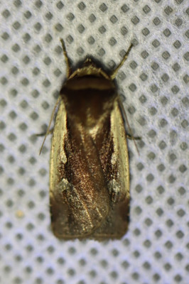 IMG_3341-2 Haarbos (Ochropleura plecta).JPG