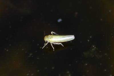 Zyginidia scutellaris