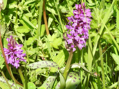 RSCN4451.JPG