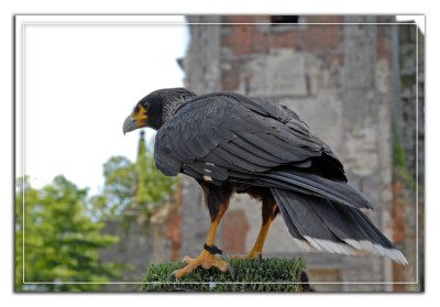 Falkland Caracara 090724-1 kopie.jpg