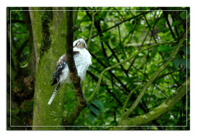 Blauwvleugelkookaburra 090824-2 kopie.jpg