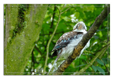 Blauwvleugelkookaburra 090824-1 kopie.jpg