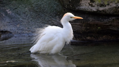 Koereiger