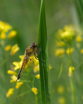 JFH_3402-bewerkt.jpg