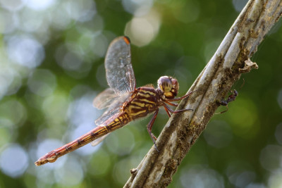 Orthemis biolleyi.JPG