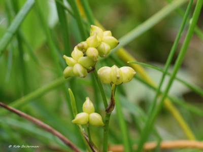 VeenbloemBies-008580.JPG